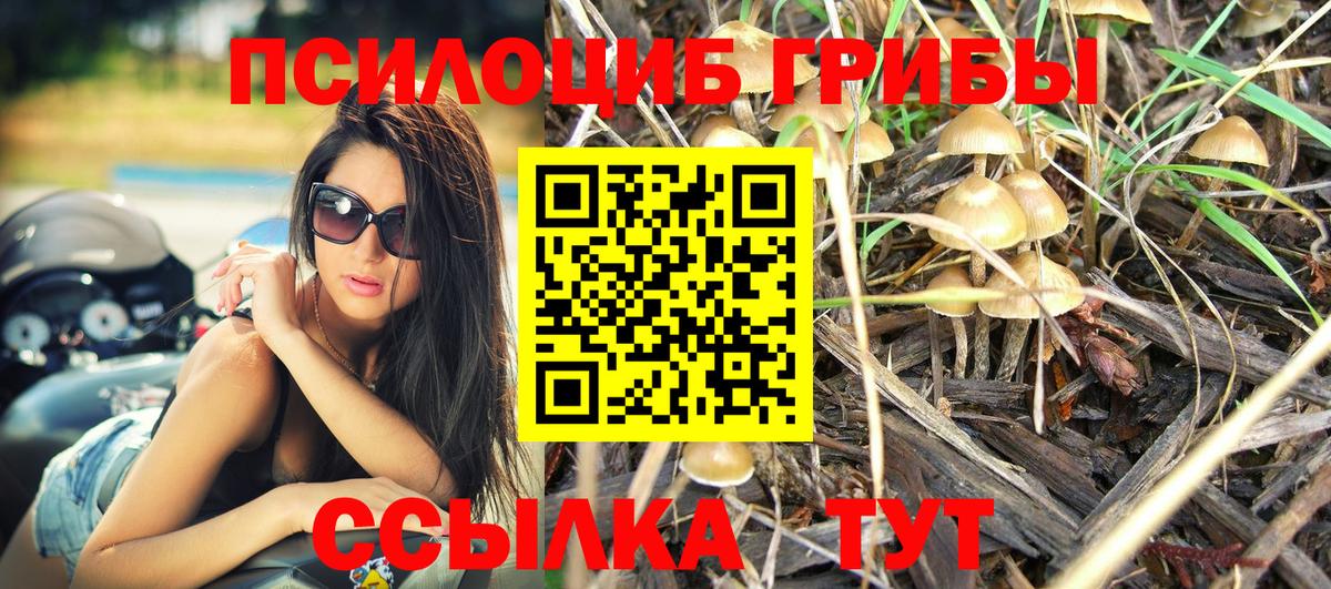 Галлюциногенные грибы Psilocybe Саров